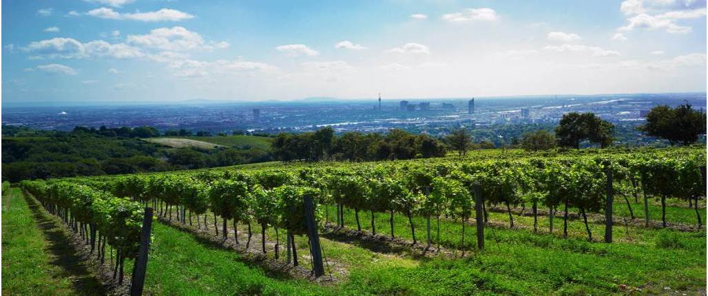 Weingärten nahe Wien