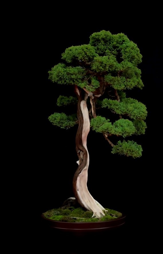 Foto de un bonsai